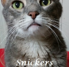 Snickers .2002-2015